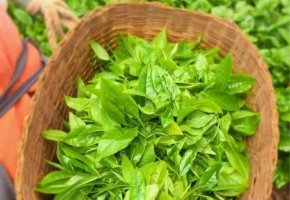 最最基础的茶叶知识，您真的清楚吗~
