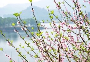兰溪三日桃花雨, 半夜鲤鱼来上滩