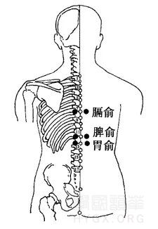 脾俞穴在背部，当第11胸椎棘突下，旁开1.5寸。胃俞穴在背下部，于第12胸椎棘突下，自正中线向左右两侧用食 ...