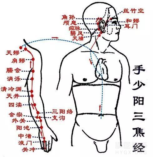 三焦经肘部的清冷渊、天井穴，以及手腕部的外关穴，都是偏头痛的特效穴。 ...