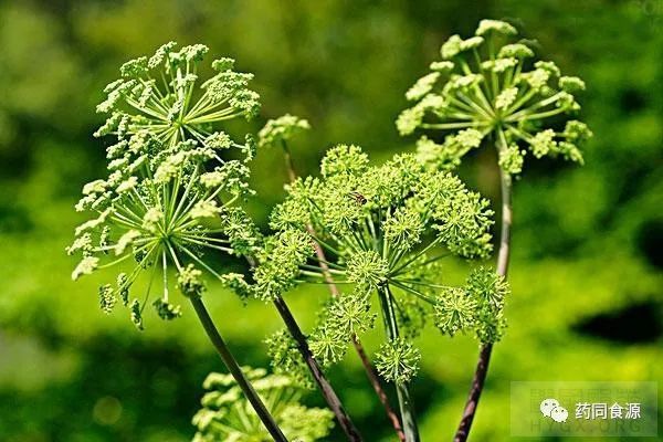 當歸是多年生草本