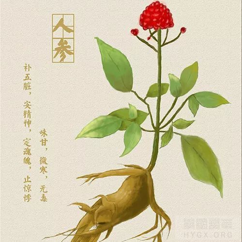 炙甘草