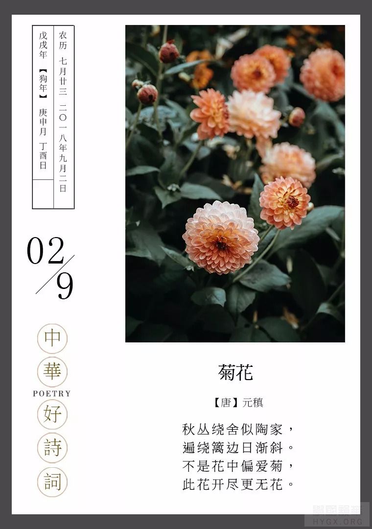 菊花.不是花中偏爱菊,此花开尽更无花全诗