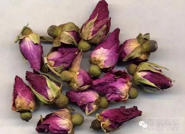 為薔薇科植物玫瑰