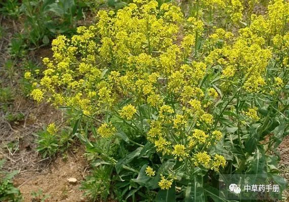 板蓝根植株