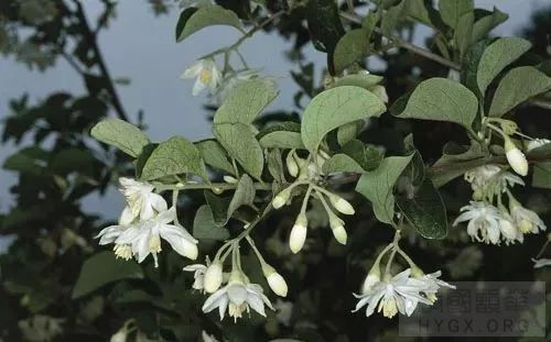 安息香花期