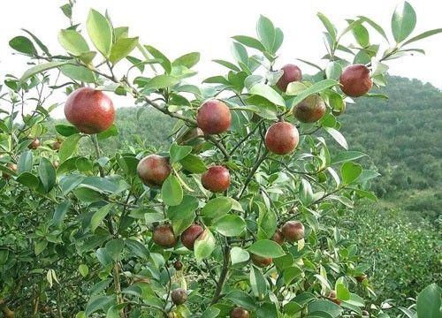 油茶树