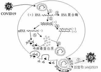 新型冠狀病毒的RNA核酸鏈