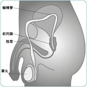 前列腺